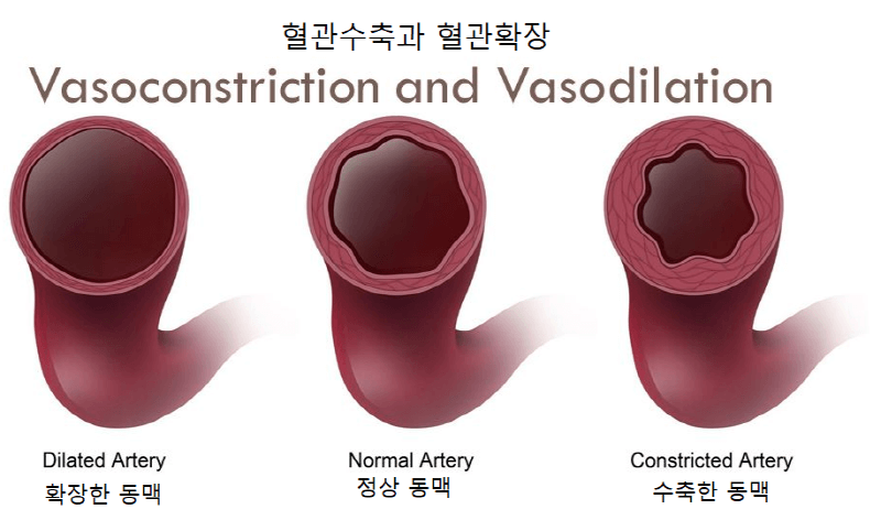 의학용어 vasoconstriction 뜻 혈관수축, 혈관수축제