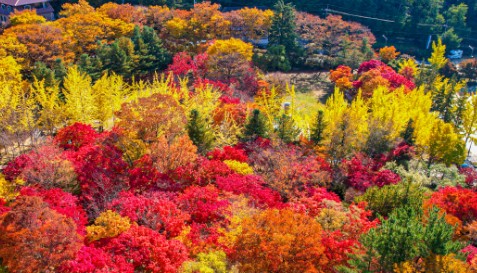 팔공산 단풍축제