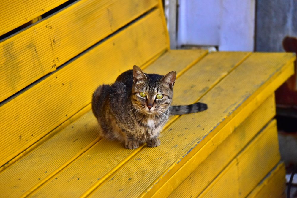 감전시장에서 본 고양이