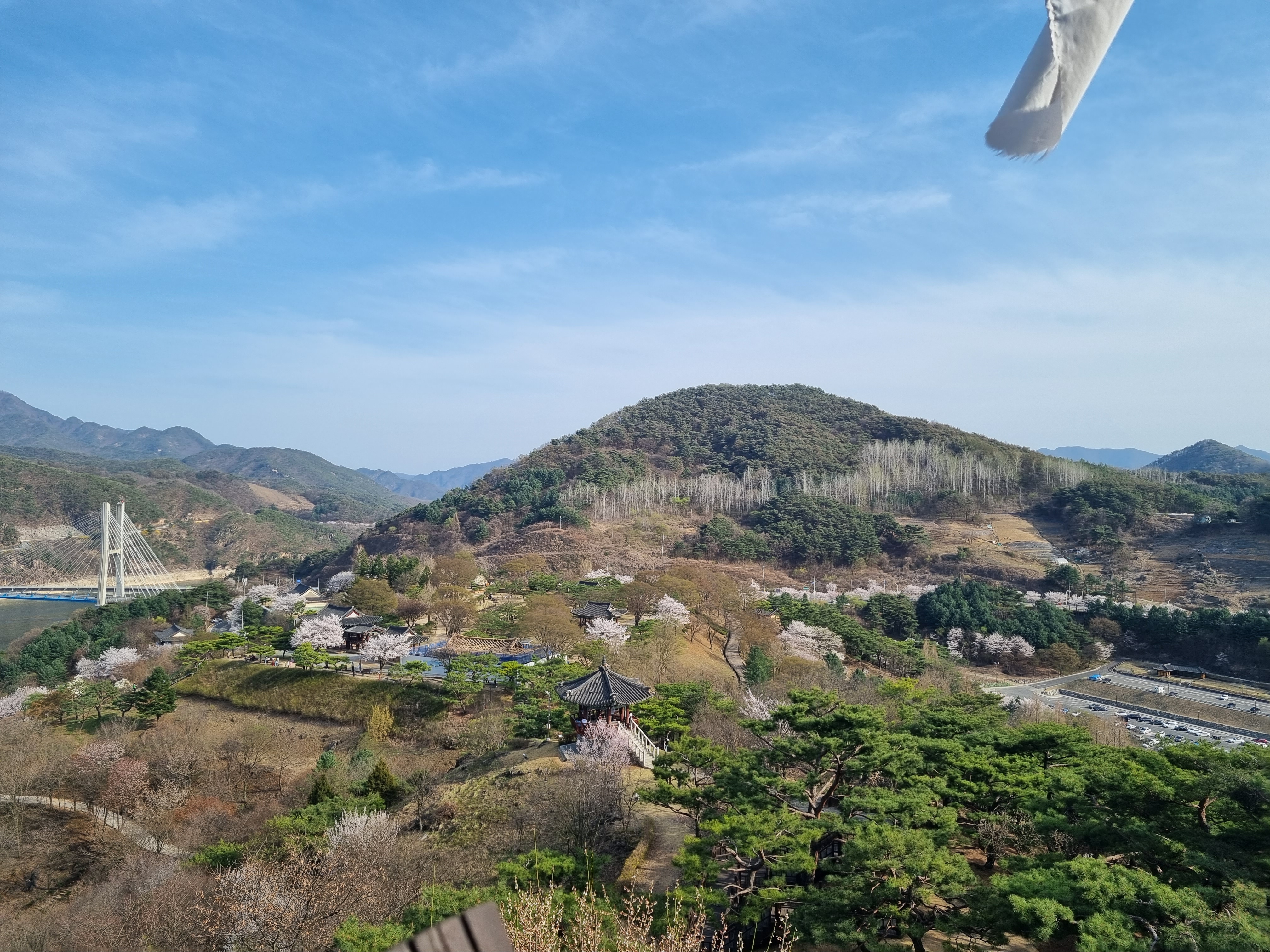 청풍문화재단지 벚꽃