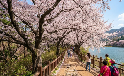 웅동수원지의 벚꽃