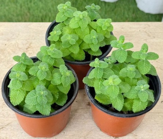 가을에 피는 꽃 종류 애플민트