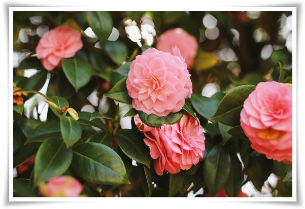 "동백꽃" 겨울의 끝 봄의 우아함을 담은 붉은 보석!