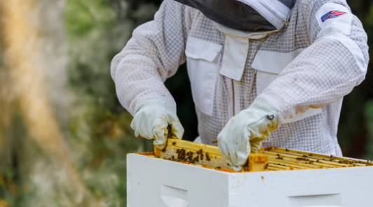 프로폴리스 효능, 부작용, 복용법 총정리 (2024ver)