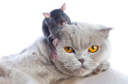 쥐와 고양이.