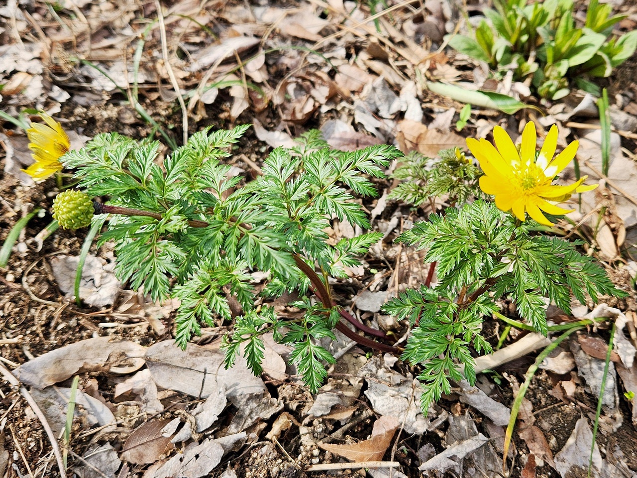 개복수초(가지복수초)