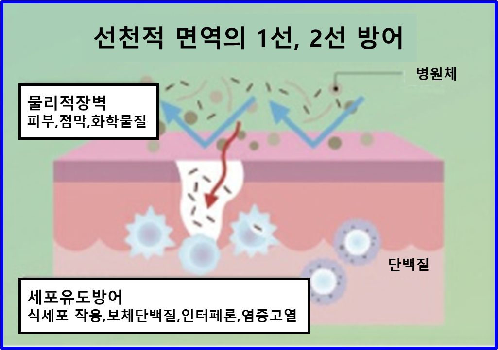 선천적 면역의 1선, 2선 방어