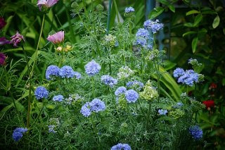 글로브 길리아 이미지 사진