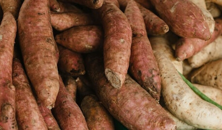 고구마 보관하는 법 완벽 가이드