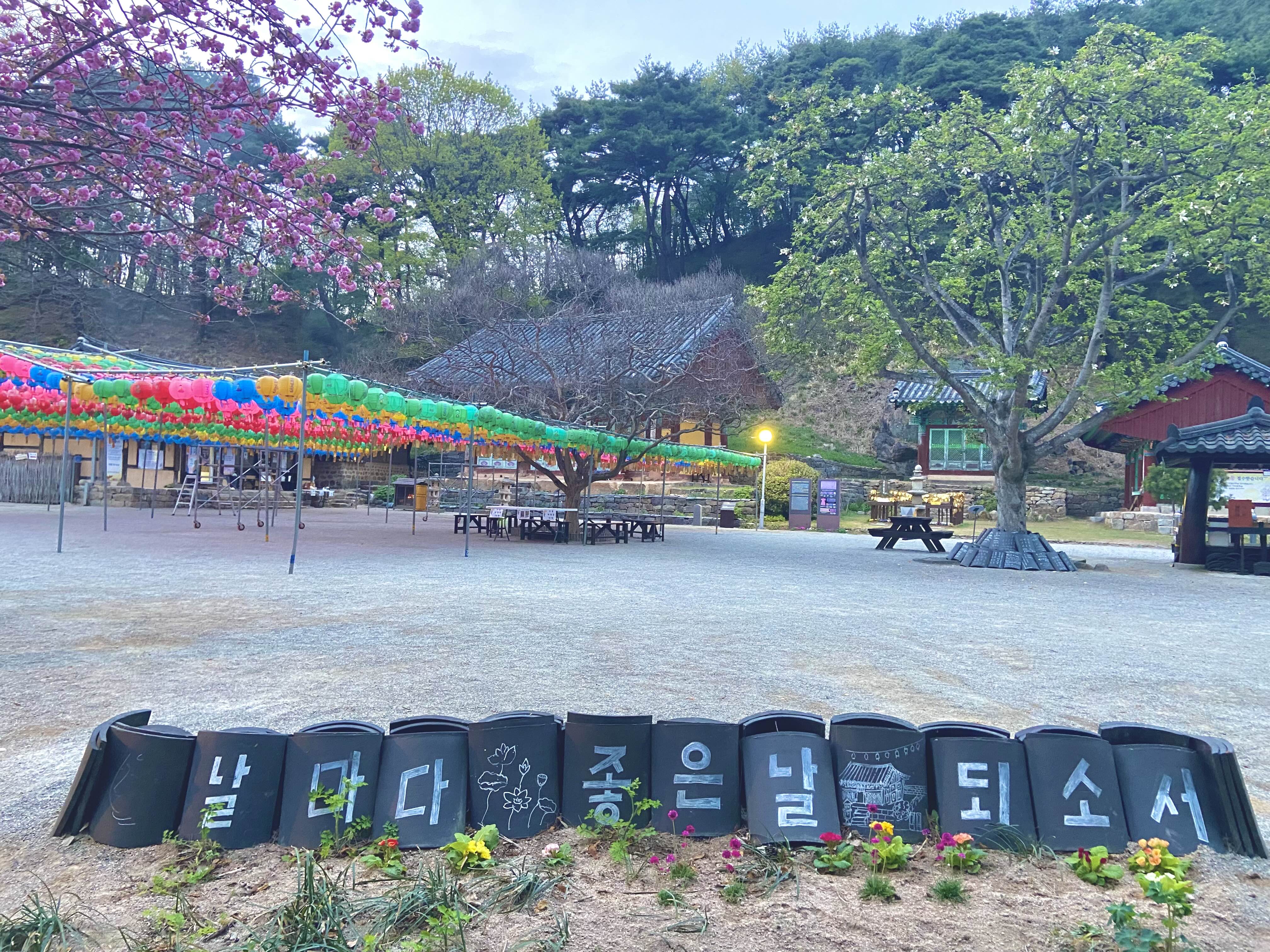 서산 겹벚꽃