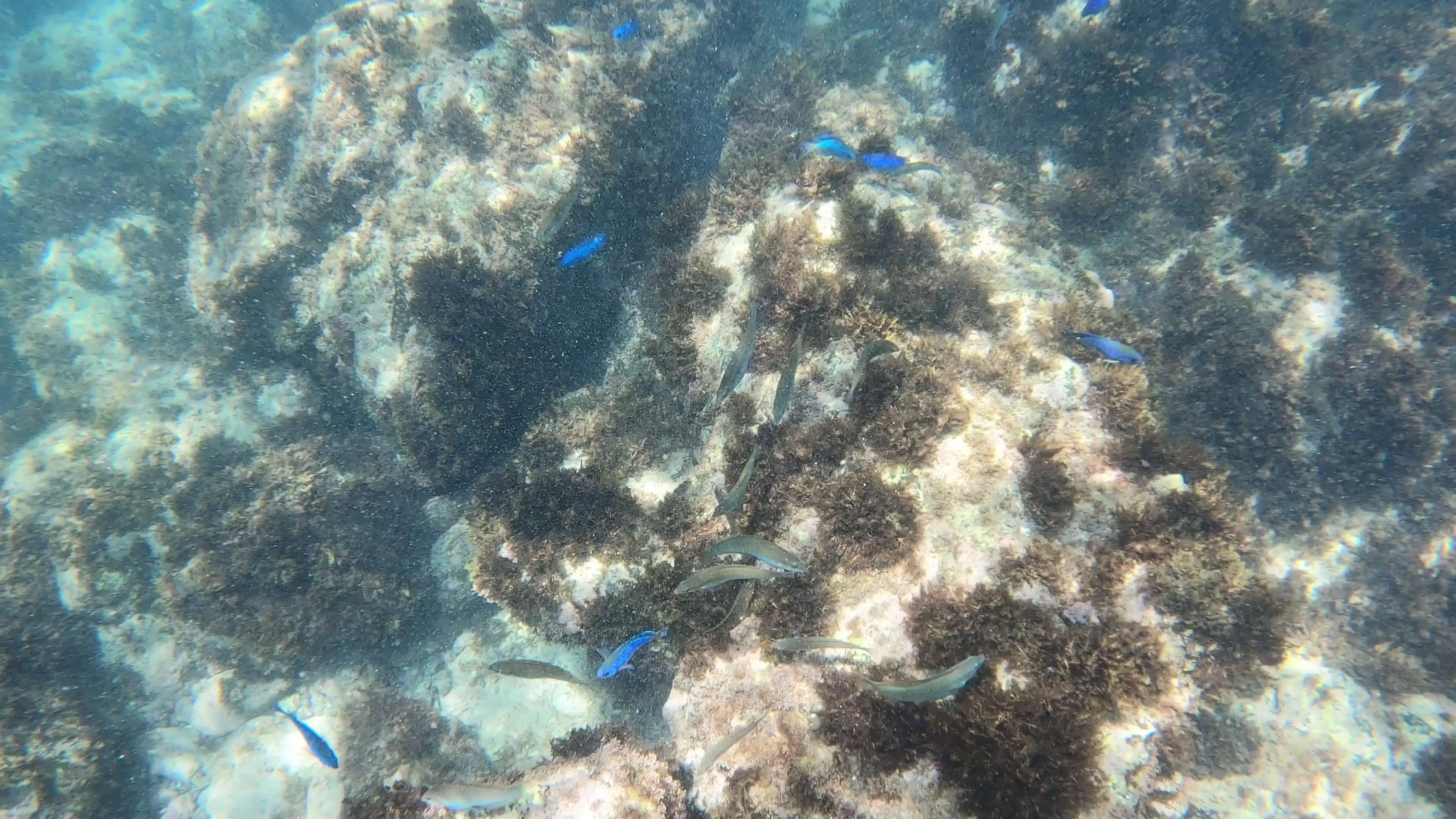 제주 서귀포 도릿발 스노클링, 초보자가 반할 만한 무료 바다 체험