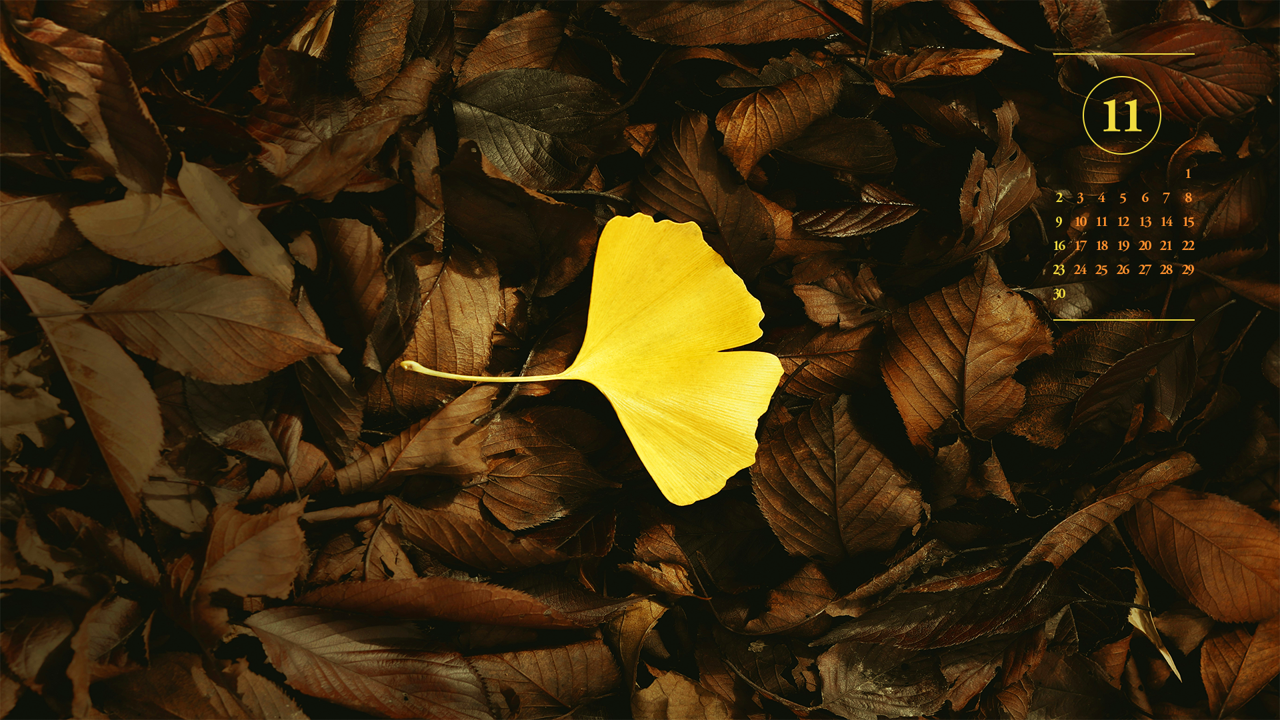 12 노란색 은행나무 잎 A - 2025년11월 노트북배경화면