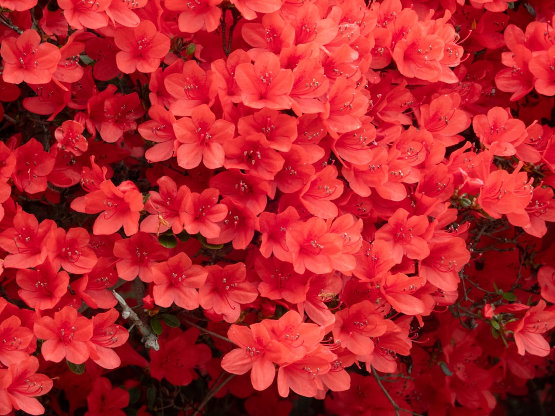 Azalea