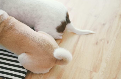 개 엉덩이
