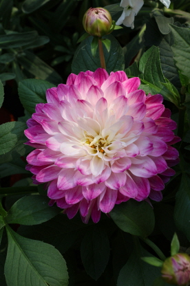 영취산 진달래 축제