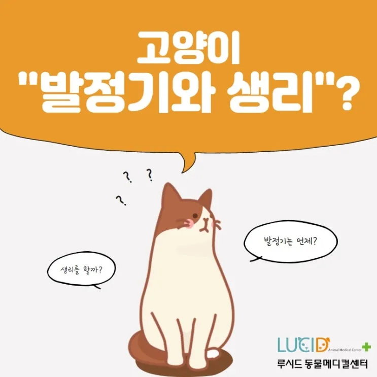 &amp;quot;고양이