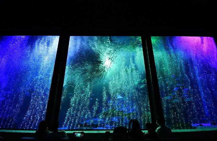 후쿠오카-마린월드-우미노나카미치-수족관-정어리쇼-조명이-멋진-모습