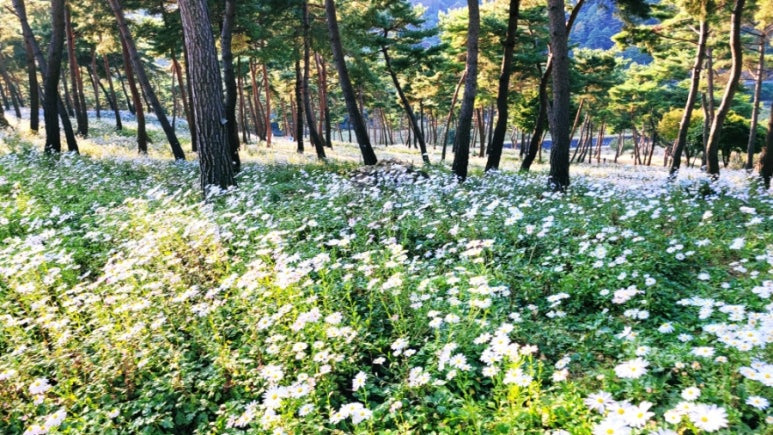 정읍 구절초 꽃축제1