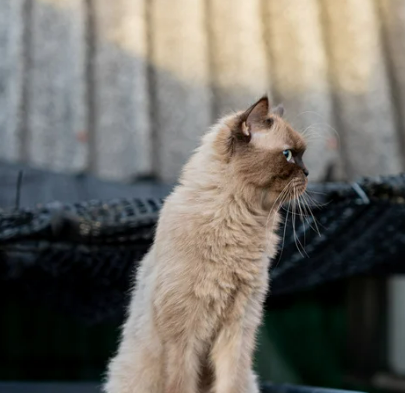 먼치킨 유전병 특징 성격 짧은 다리 이유 입양 전 필독