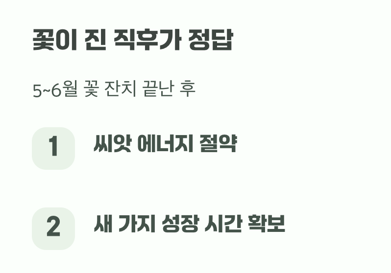 가지치기 최고의 타이밍, '꽃이 진 직후'