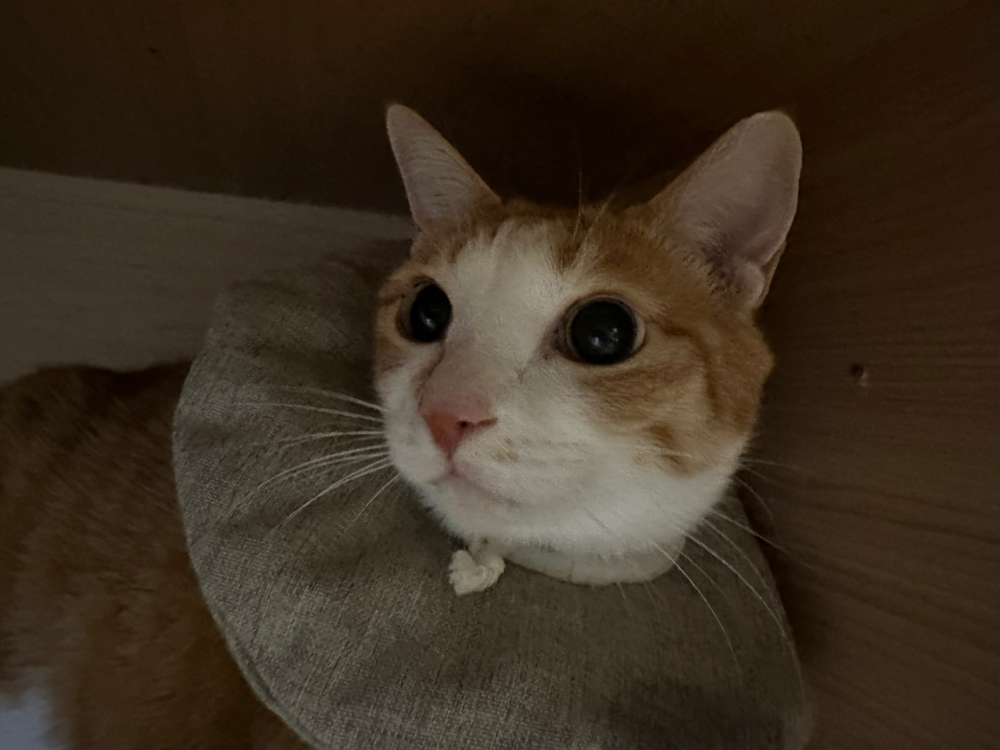 입원한_호야_고양이_담관염_췌장염_23