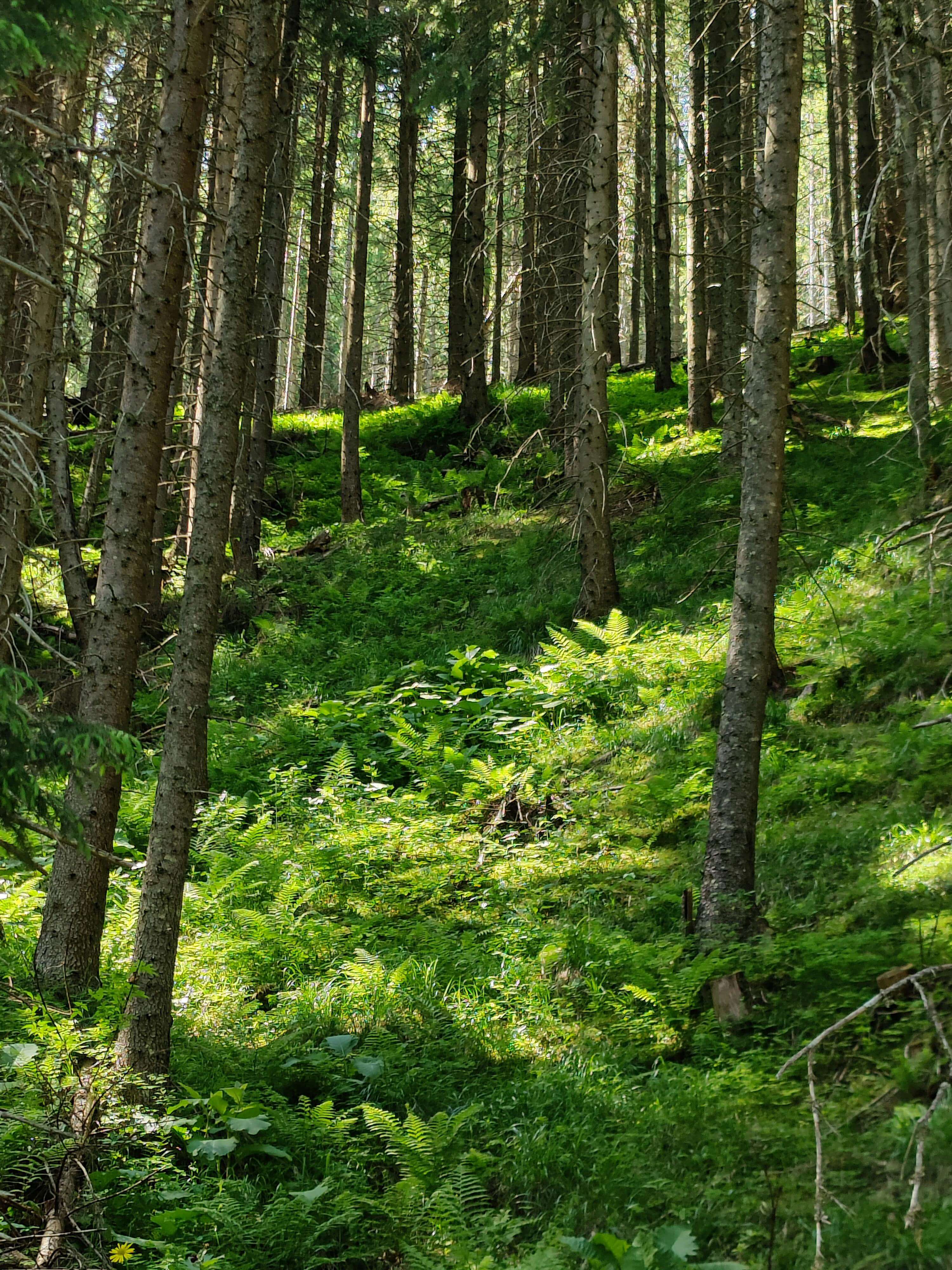 갯골자연휴양림 