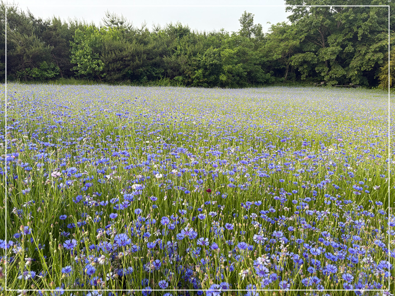 청농원 주변 이미지 / 출처: 고창 청농원