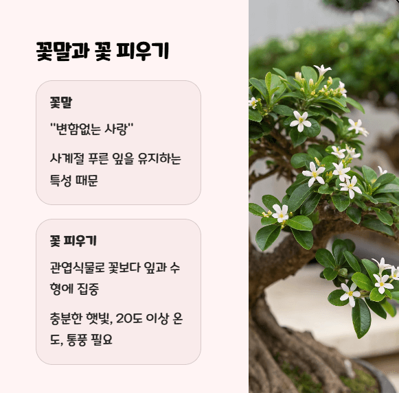 인삼 벤자민