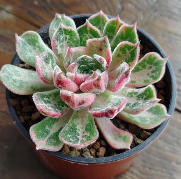 에케베리아풀리도니스3