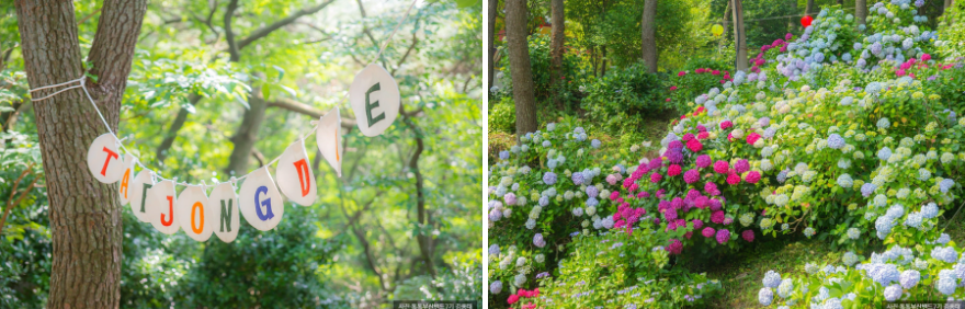 부산 태종대 수국 명소 완전 정복! 개화시기부터 수국축제, 포토존까지
