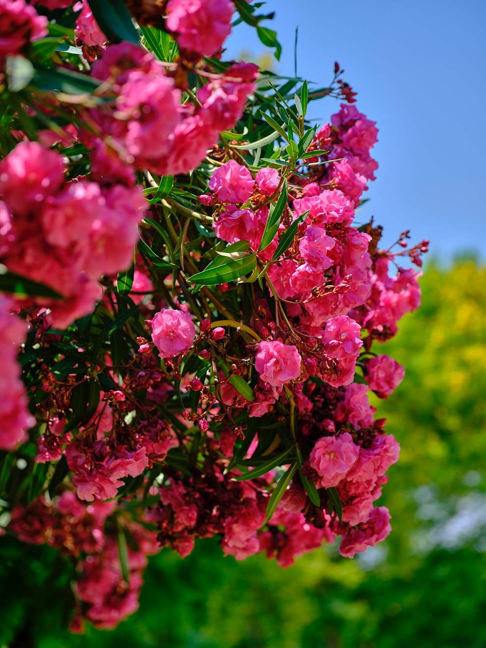 서울장미축제 기본정보