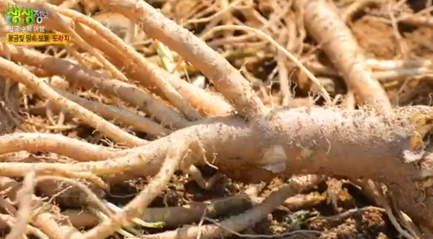 경북 봉화 도라지, 도라지정과, 도라지청 주문방법