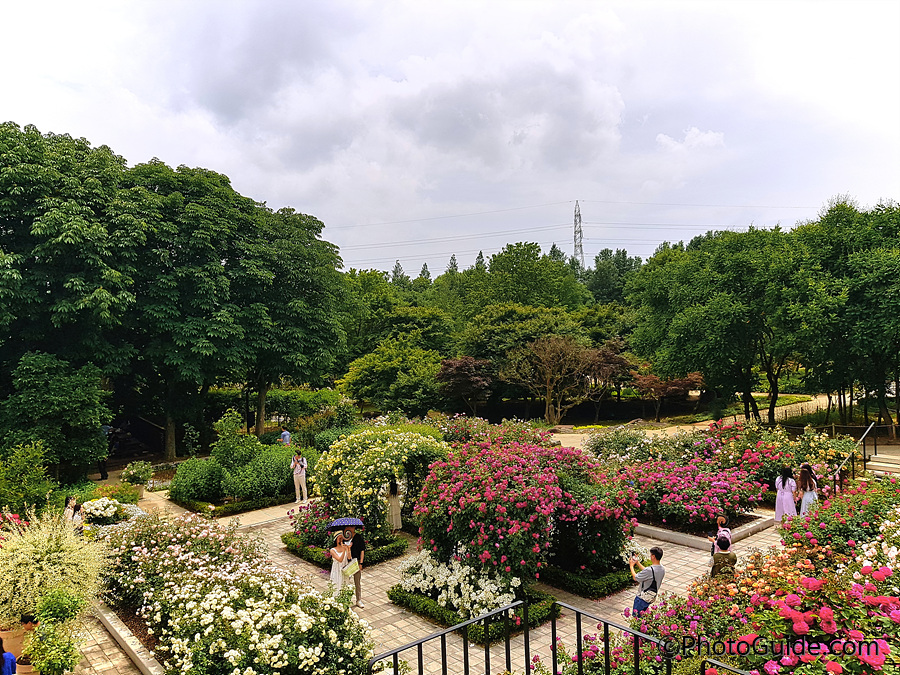 전주수목원장미