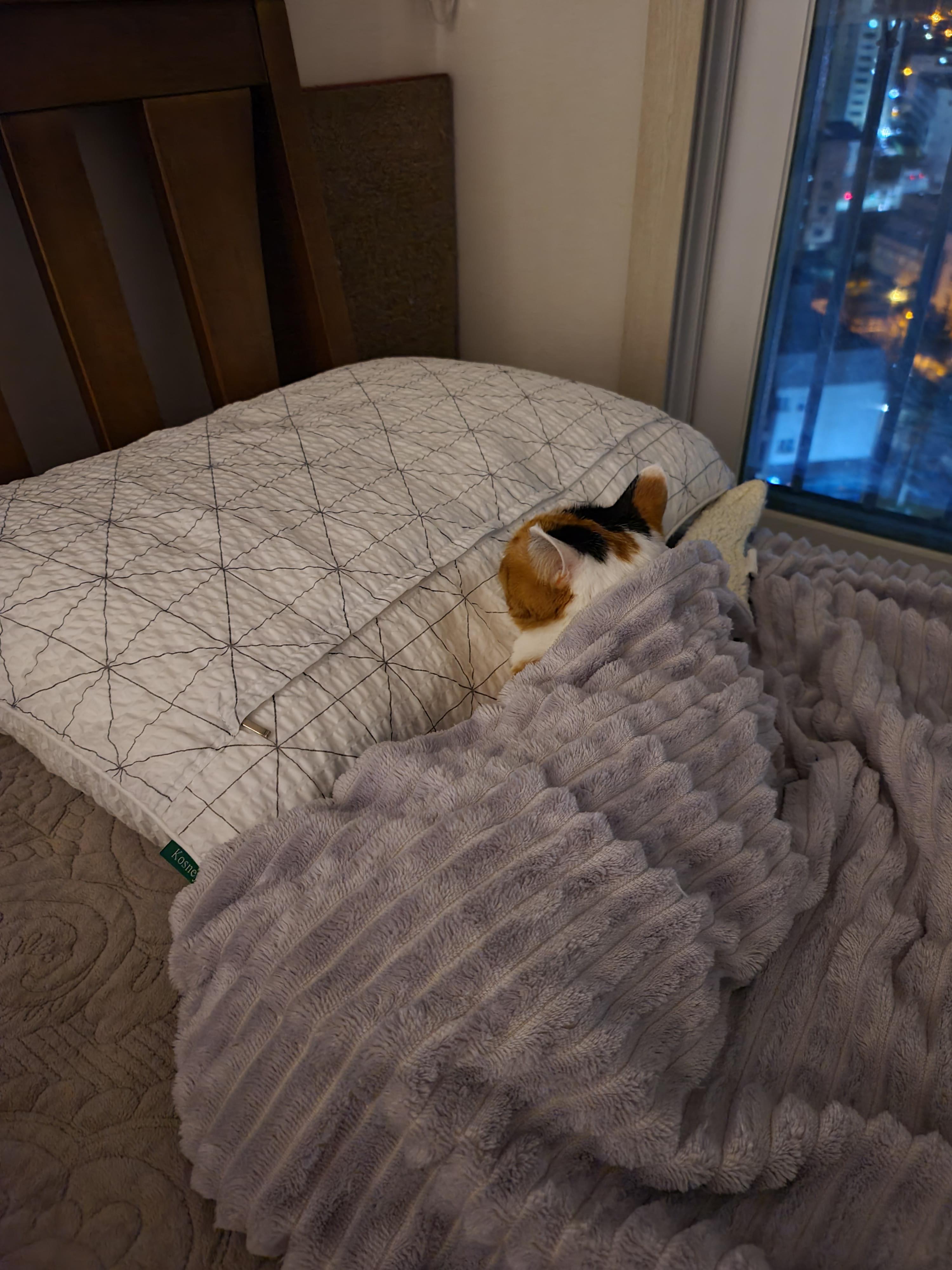 우리집 고양이들에게 전기장판은 선택이 아닌 필수! 보일러가 고장난 3일동안 아홉냥이들은...