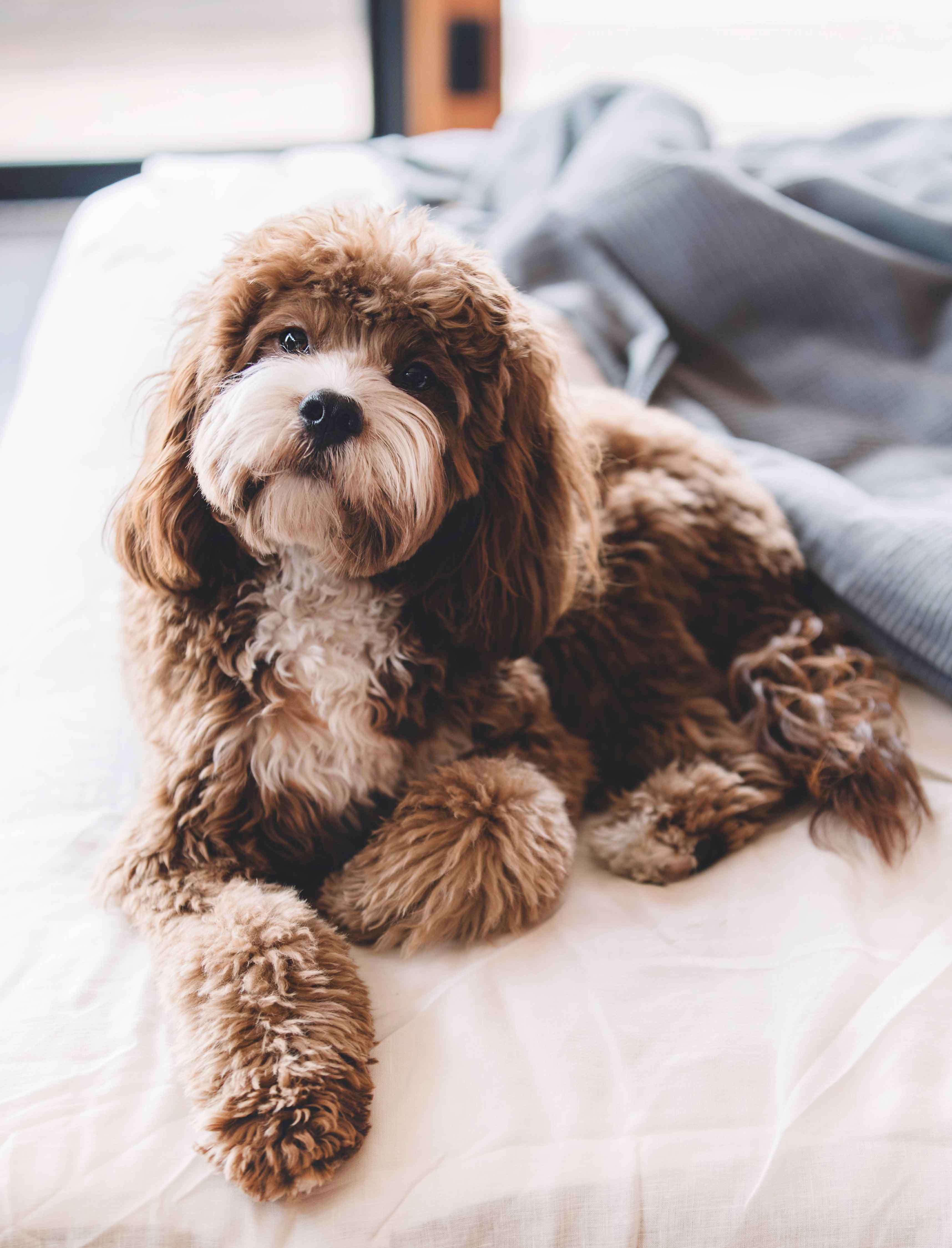 반려동물 수명 관련 사진