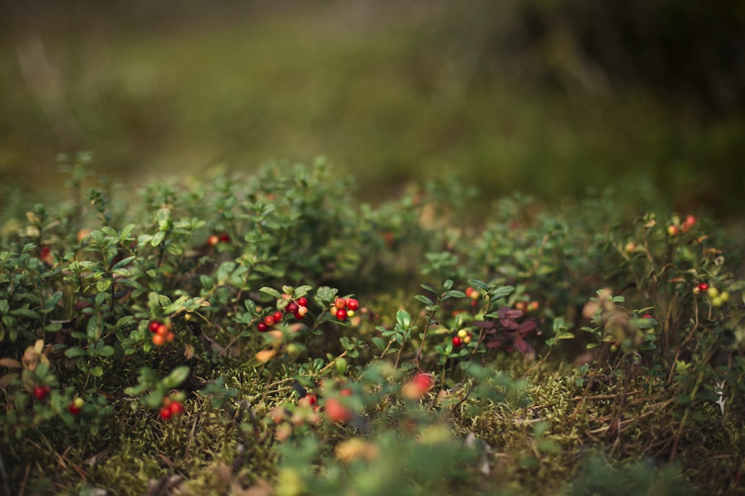 Cranberry