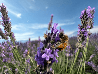 애플 아이폰15 출시일 사전예약