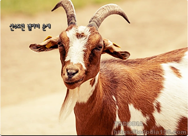 염소자리운세-별자리운세