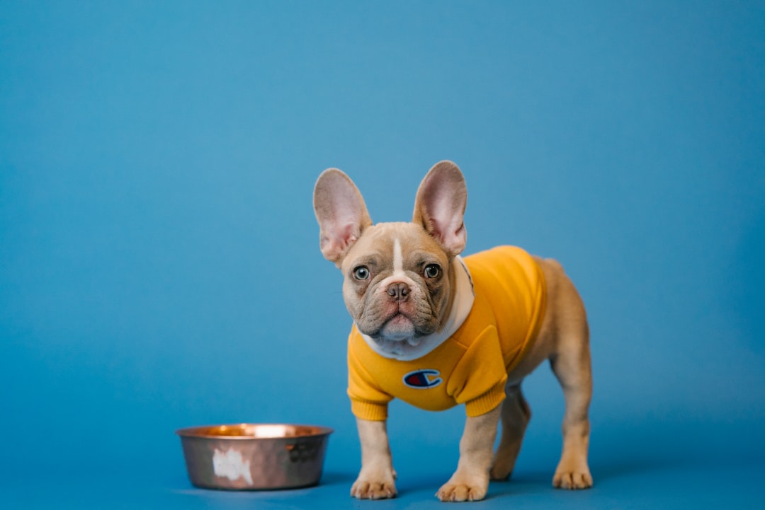 Dog Food