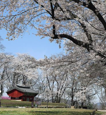 공주 벚꽃