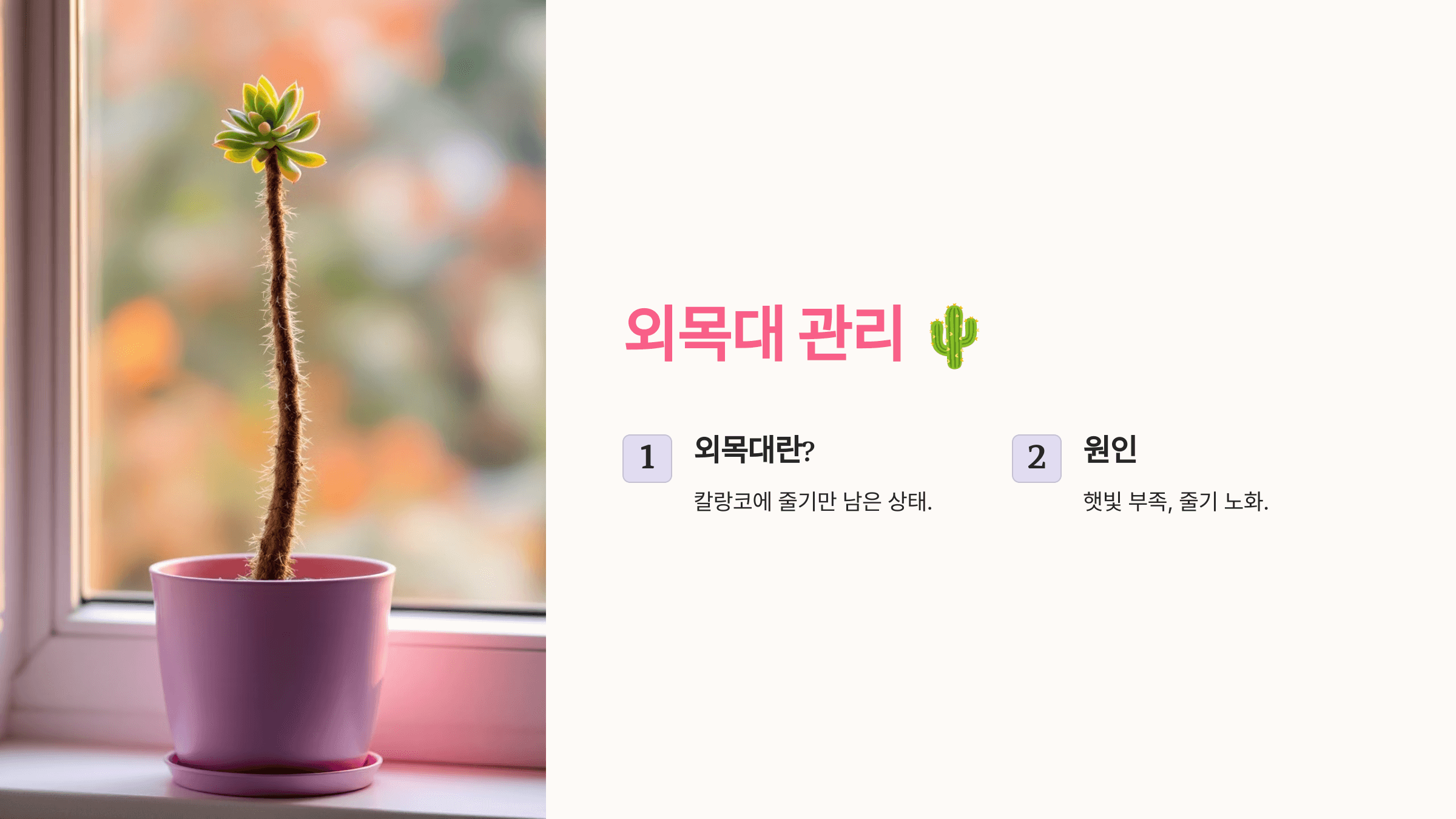 칼랑코에 사진입니다.