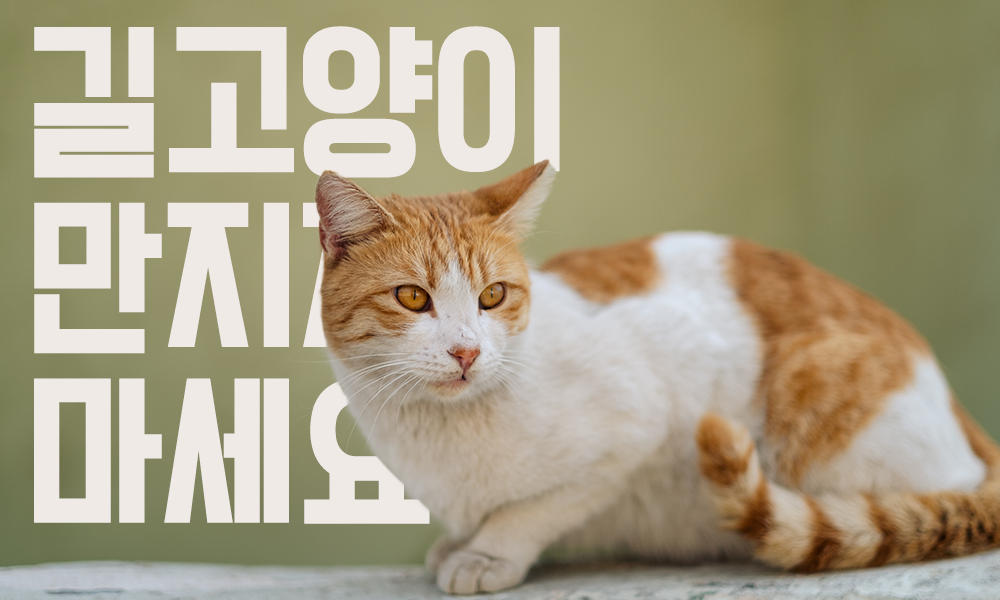 길냥이
