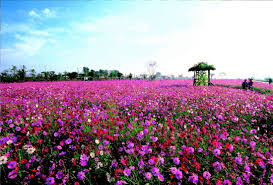 2024 구리 코스모스 축제 기본일정과 초대가수 소개 박서진 정미애 진욱 빅마마(이영현) 김수찬 황민호 박미경 한혜진 조성모 마이진 한경일 박주희 출연