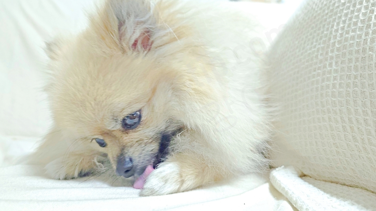 앞발을 핥는 강아지