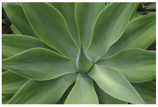 아가베 - 테킬라의 원료, 다육식물로서의 매력도 풍부