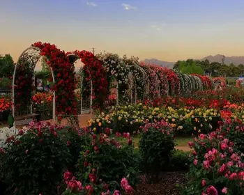 곡성 장미축제_24