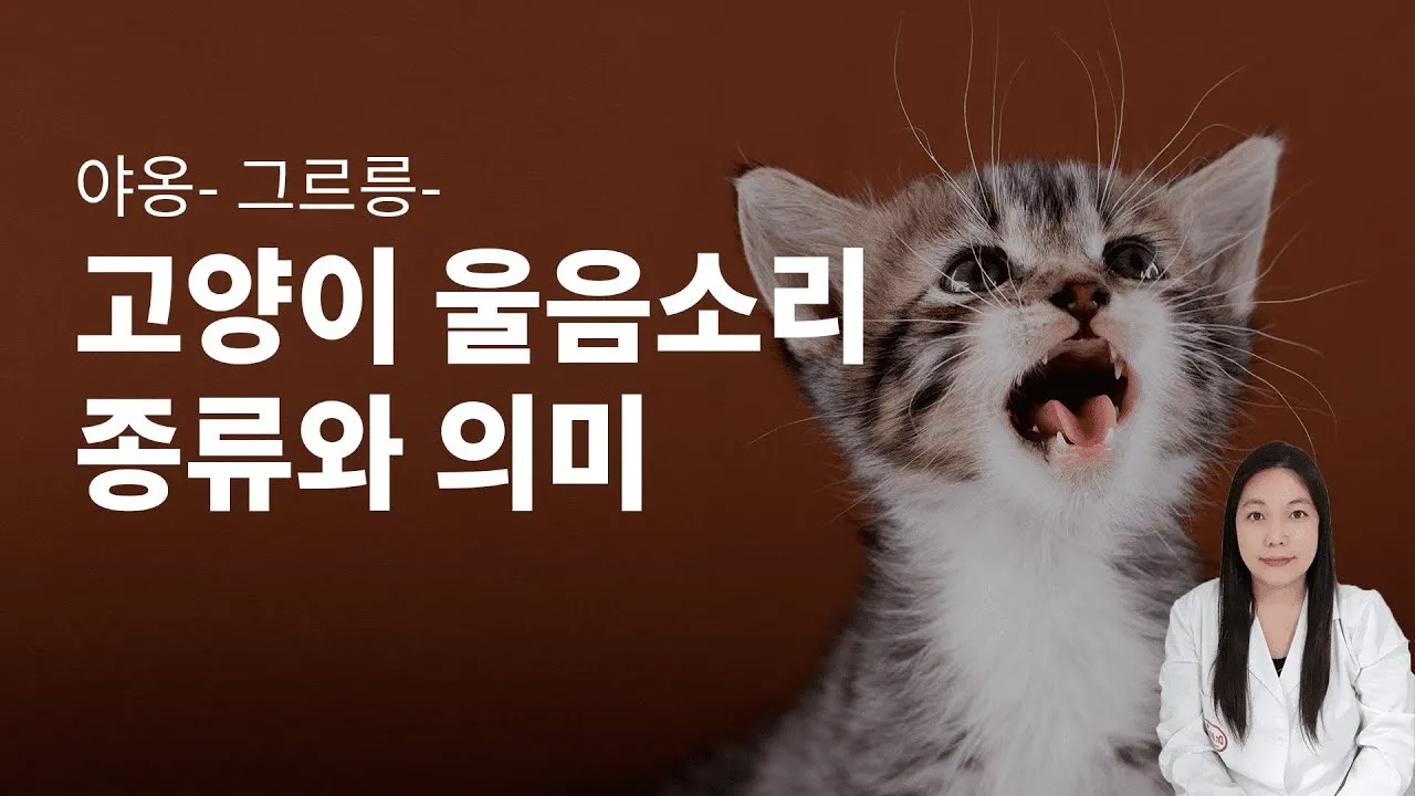 &amp;quot;고양이
