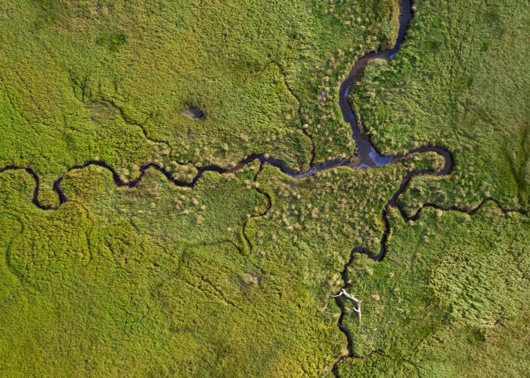 Wetland