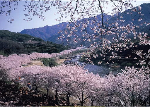 2024년 벚꽃 개화시기 및 벚꽃 명소 BSET 10