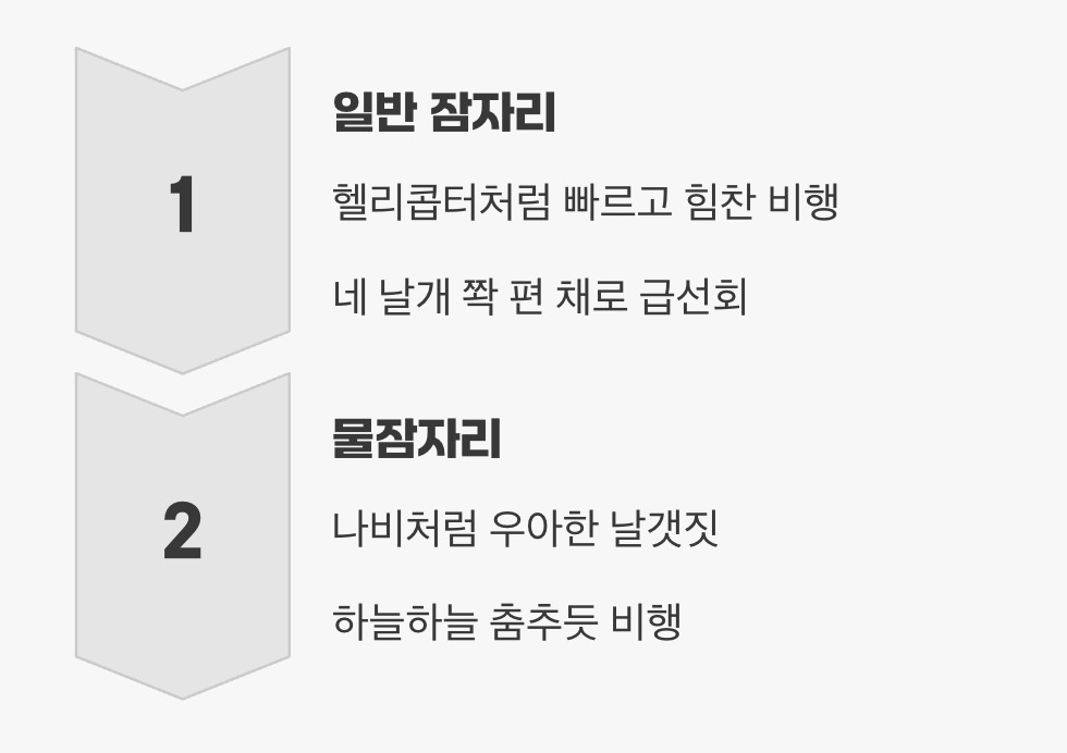 날갯짓부터 다르다, 헬리콥터 vs 나비